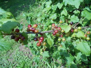 groseilles rouges